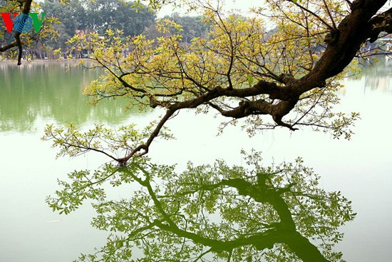 The ancient lecythidaceae trees by Hoan Kiem lake are shedding their leaves   - ảnh 14